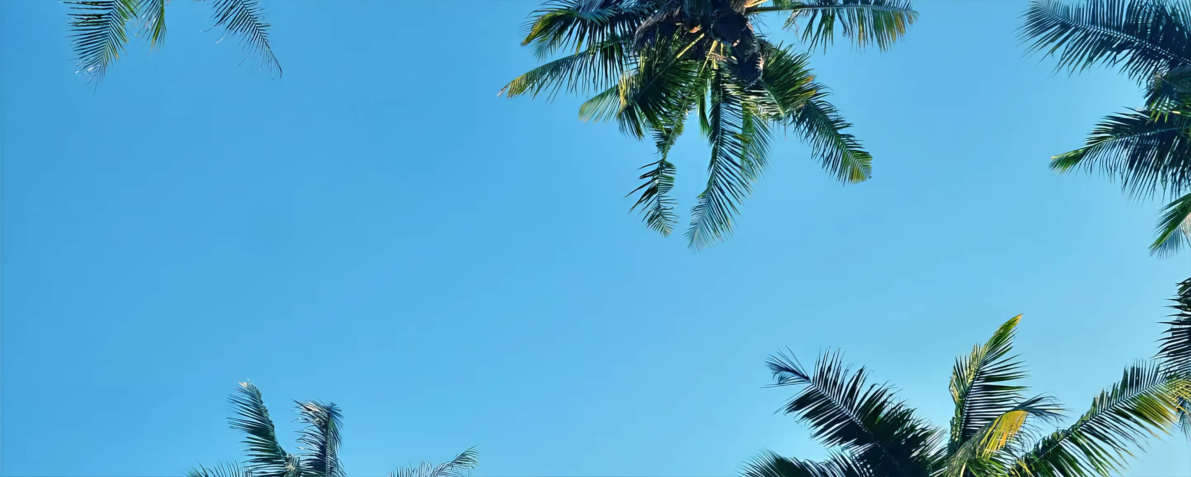 background image of palm trees